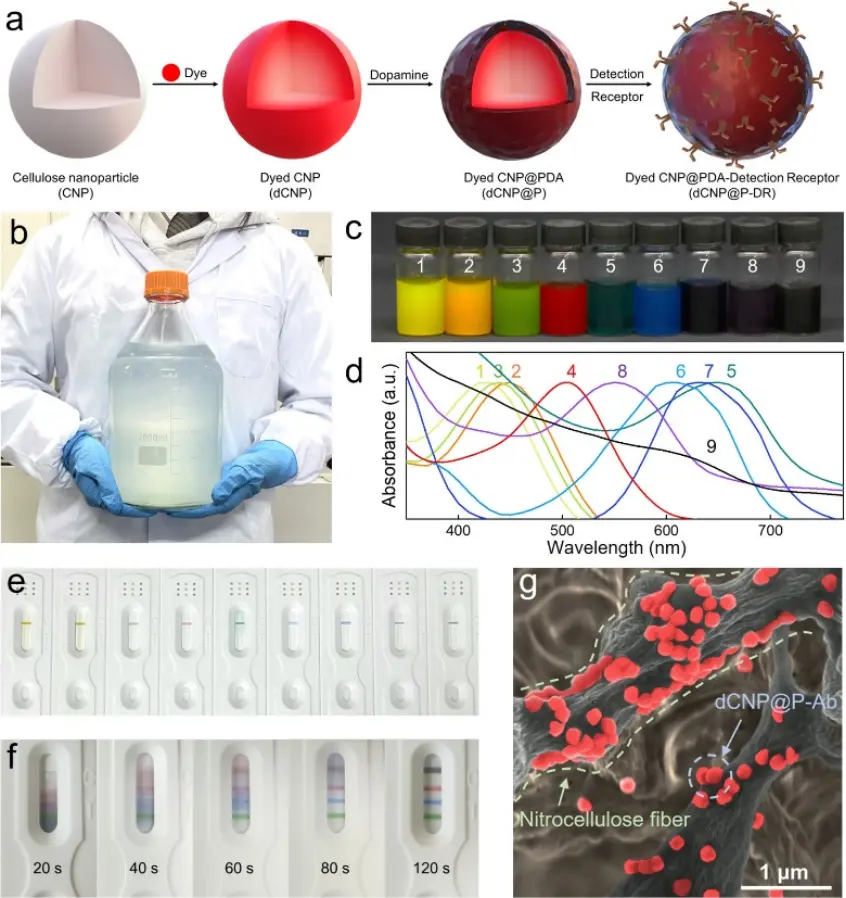 彩色 dCNPs@P 用于 LFA