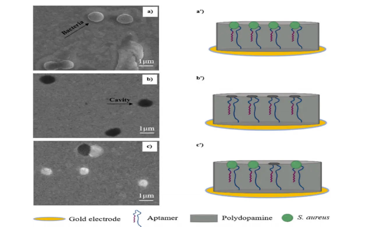 利用 SEM 图像依次展示 S. aureus Apta-MIP 传感器在多巴胺聚合后、细菌去除后、细菌重结合后的微观表面形态，直观呈现传感器结构变化