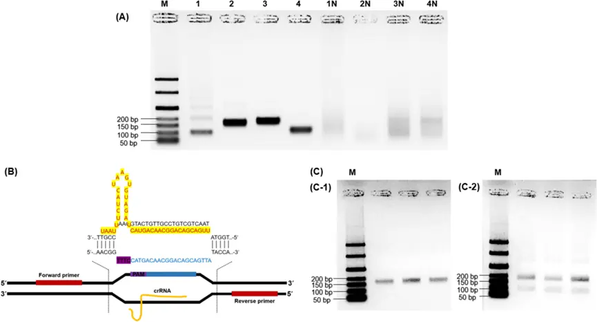 基于重组酶聚合酶扩增（RPA）的CRISPR/Cas12a系统的序列设计