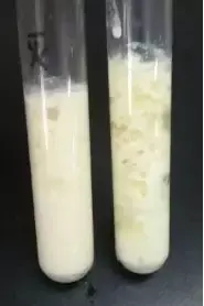 图左为灭菌培养基，右图为未灭菌培养基