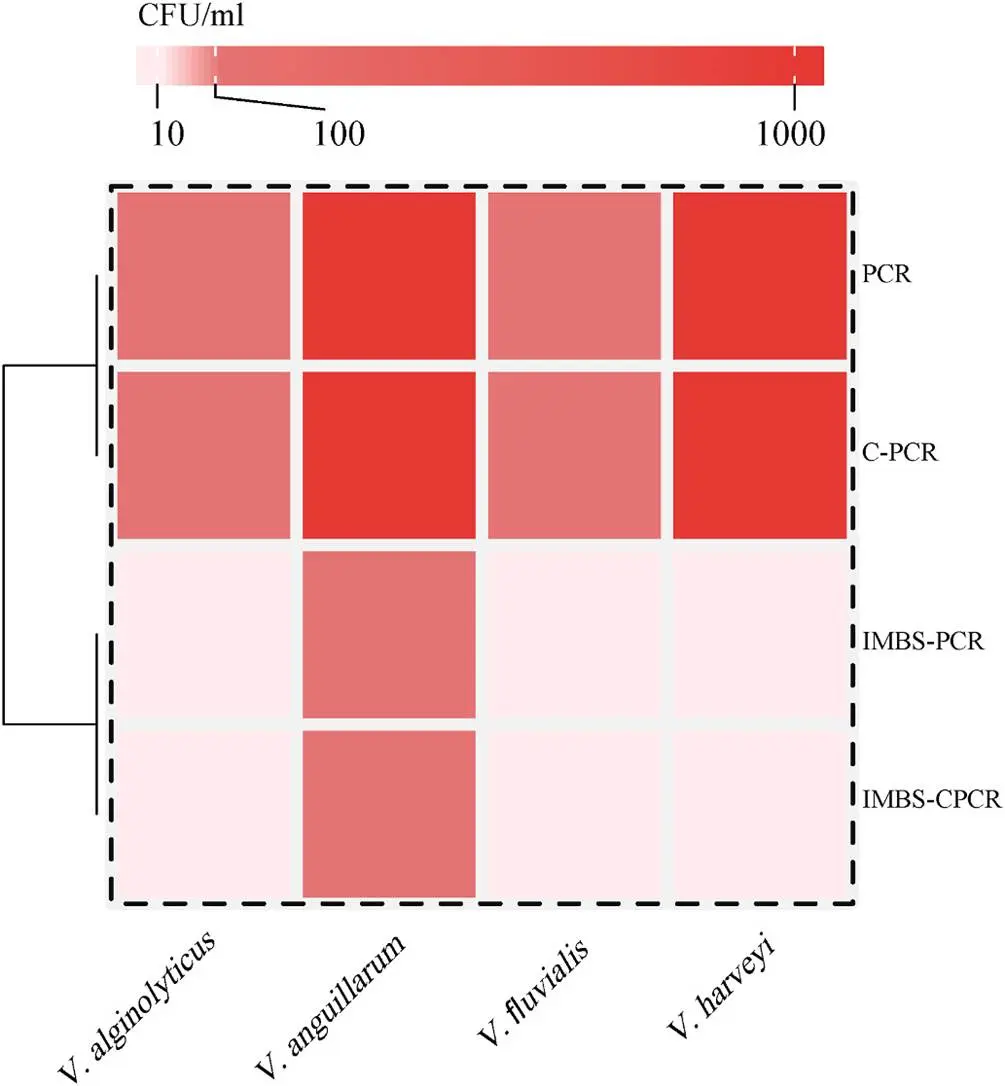 使用免疫磁珠分离 - 对流聚合酶链式反应（IMBS-CPCR）和免疫磁珠分离 - 聚合酶链式反应（IMBS-PCR）检测四种弧菌的结果对比