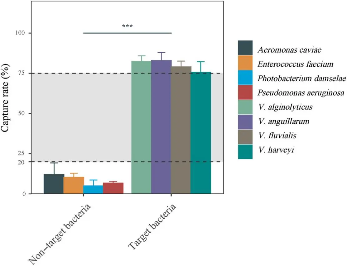 免疫磁珠对靶标细菌和非靶标细菌的捕获率