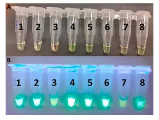 荧光可视化图片