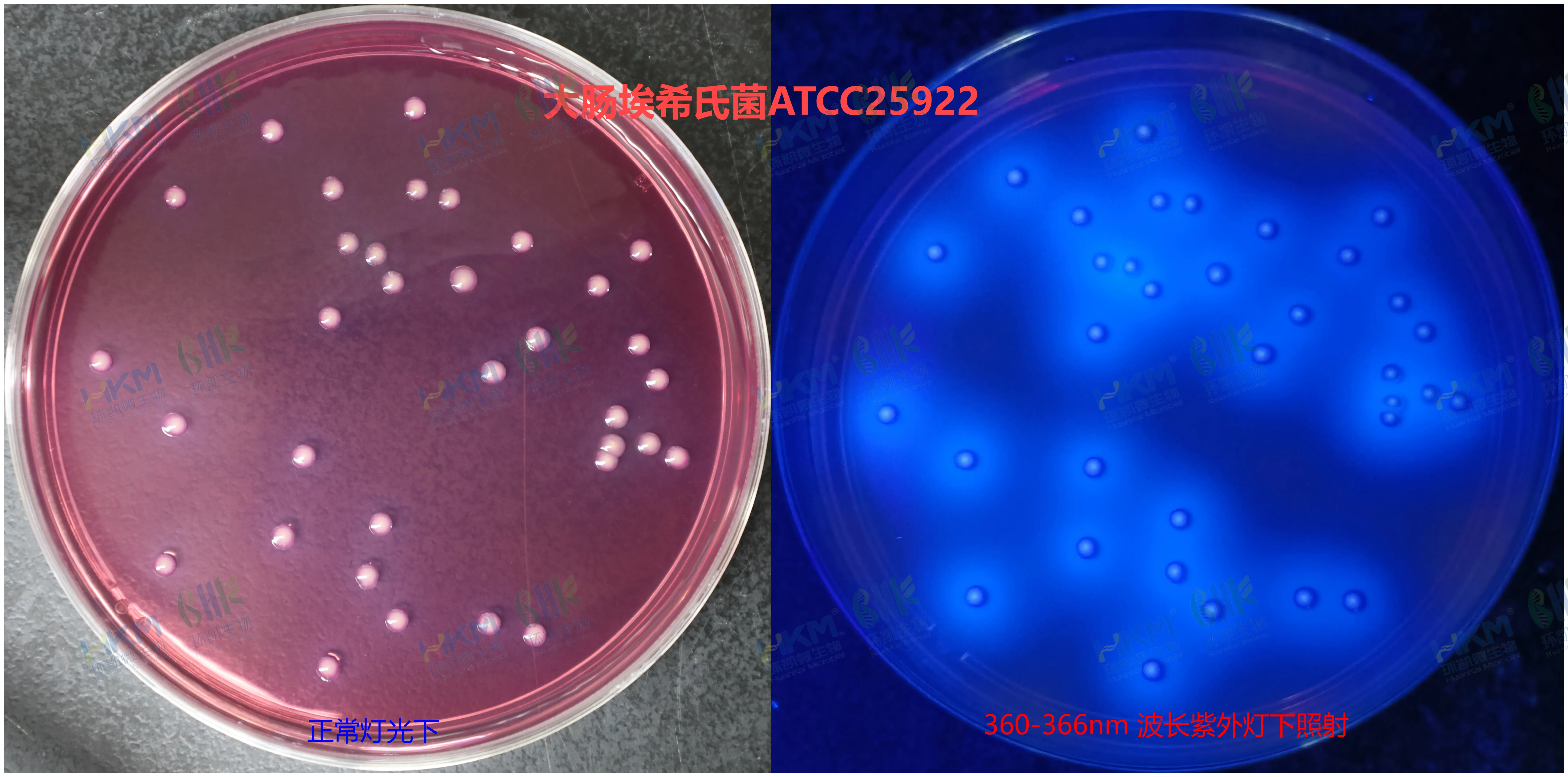 大肠埃希氏菌在结晶紫中性红胆盐MUG琼脂平板上的菌落特征