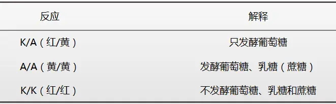 糖发酵的结果观察