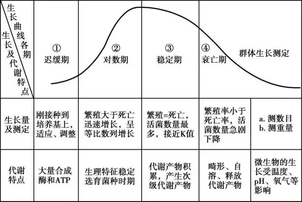 细菌生长周期及代谢特点