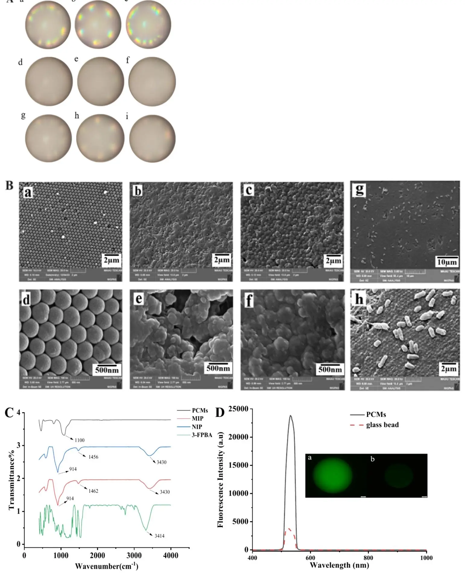 展示 MIP FPMs 的表面特性，包括金相显微图像、SEM 图像、FTIR 光谱和荧光特性