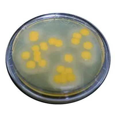 培养皿 - 金黄色葡萄球菌 TSA L + T 5 天 