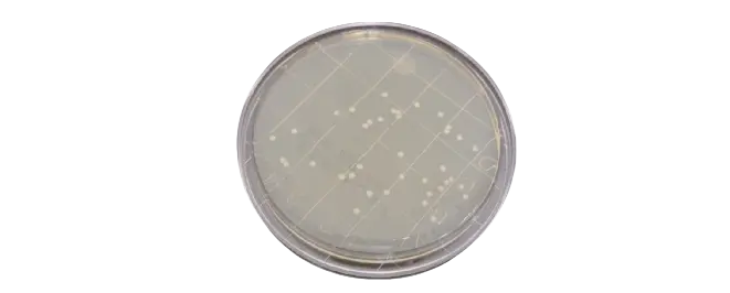 培养皿 - 金黄色葡萄球菌 TSA L + T 24 小时