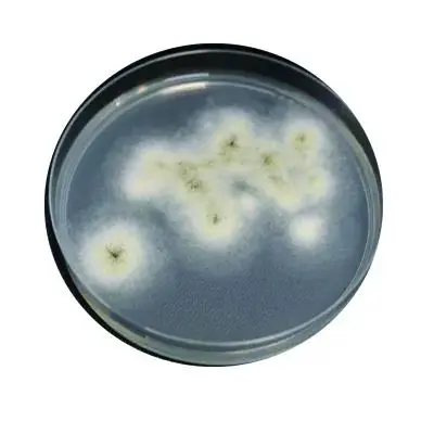 图 3b - 培养皿 - 曲霉菌4天