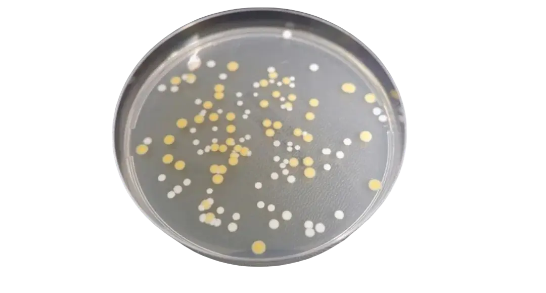 培养皿 - 表皮葡萄球菌和金黄色葡萄球菌