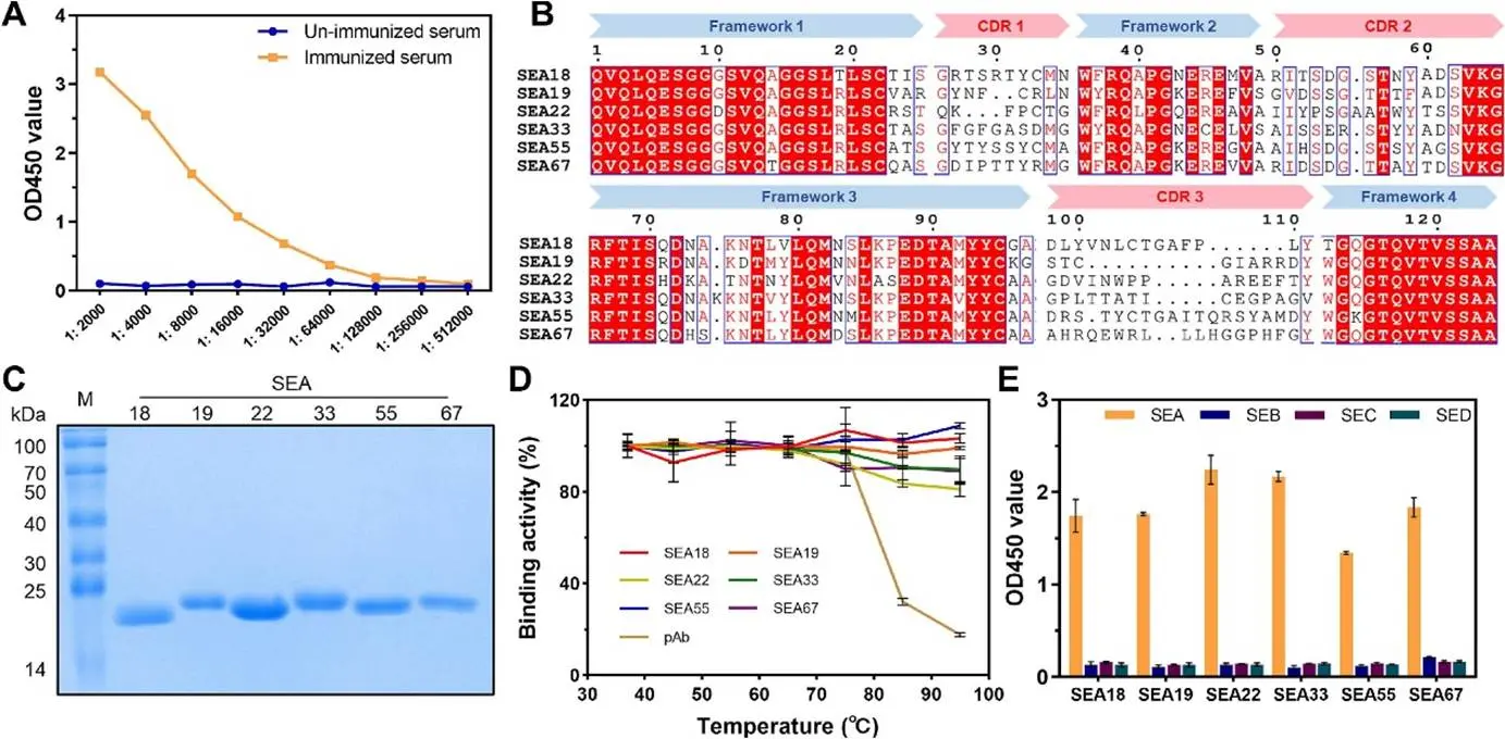抗SEA特异性纳米体的筛选与表征分析