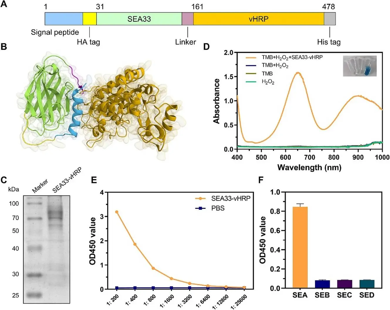 双功能蛋白SEA33-vHRP的制备