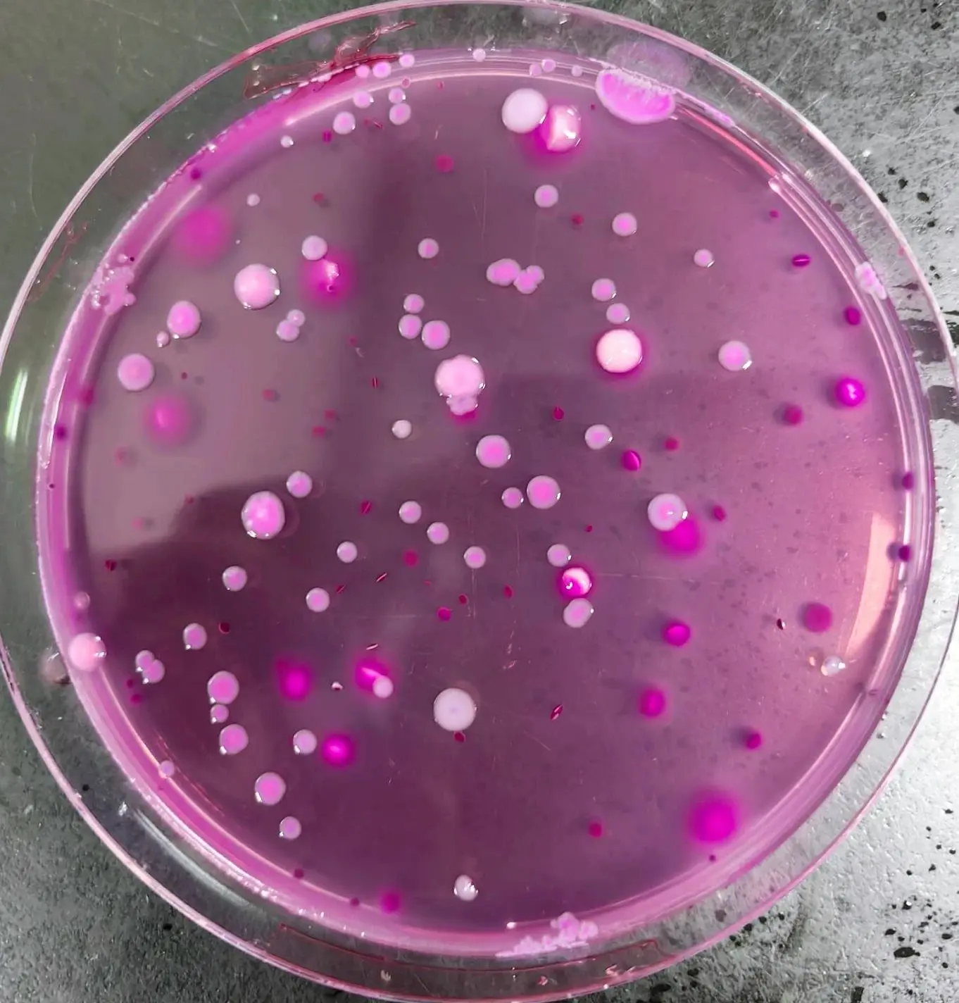 VRBA平板培养基菌落特征