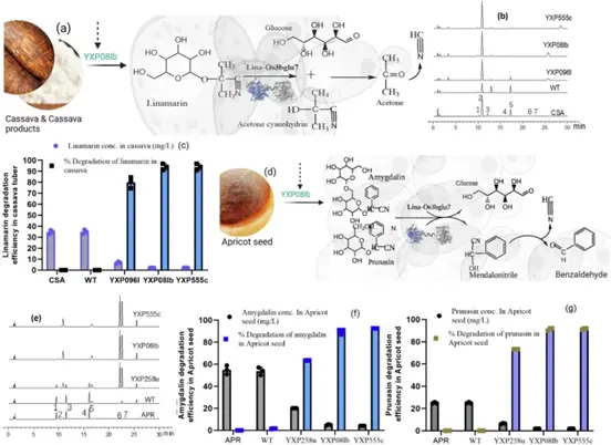 工程酵母对食用植物的氰化物降解效率