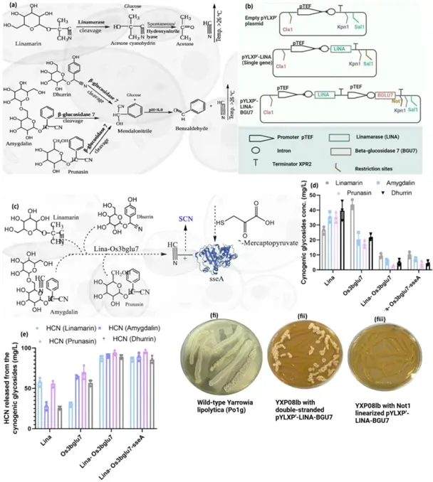 新型菌株设计流程及解毒代谢步骤