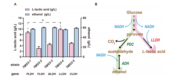 乳酸脱氢酶的筛选
