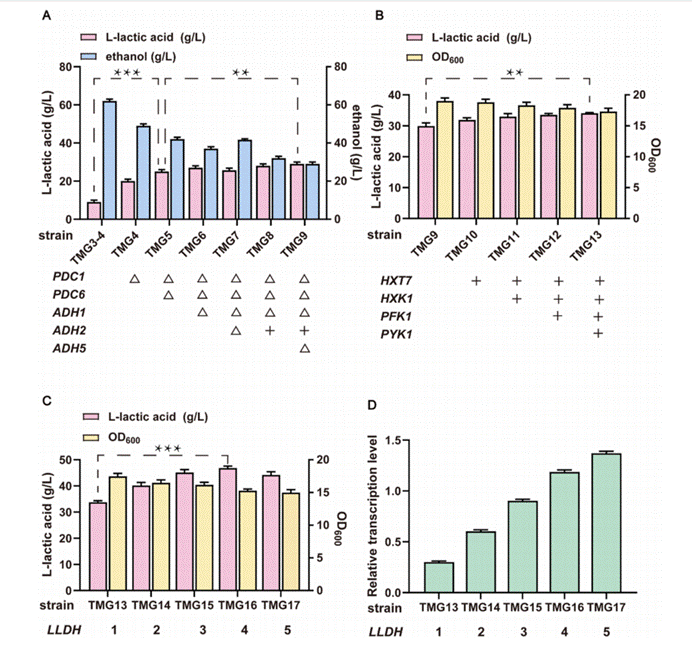 通过“推-拉-抑制”策略提高L-乳酸产量