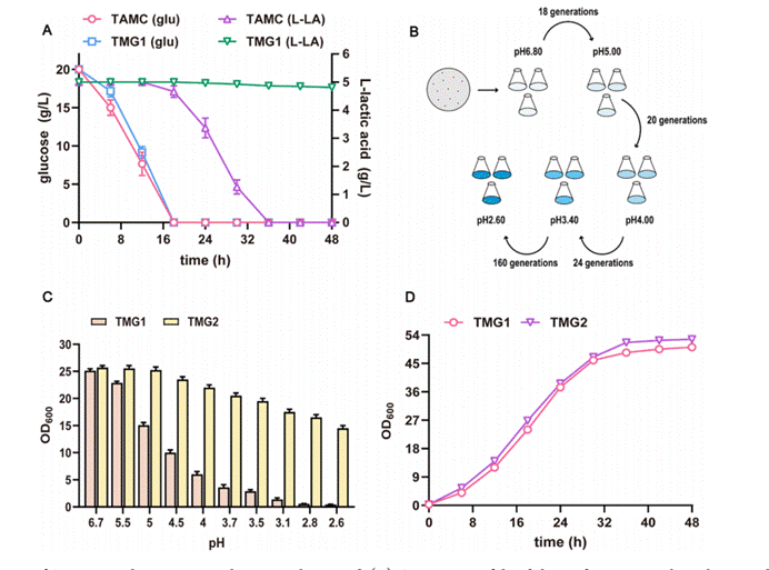 筛选耐L-乳酸的酿酒酵母底盘菌株