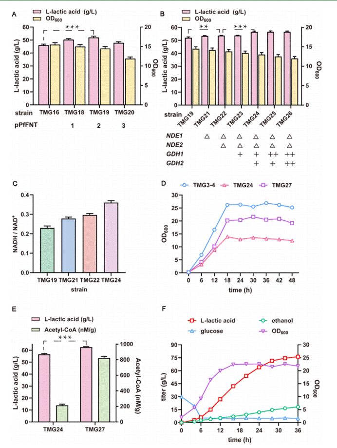 转运蛋白和辅因子工程进一步提高L-乳酸滴度