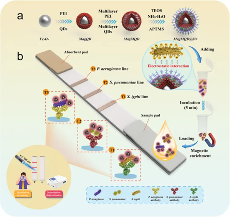 基于无抗体纳米探针MagMQD@Si+的通用 ICA 平台的原理和工作流程 基于无抗体纳米探针MagMQD@Si+的通用 ICA 平台的原理和工作流程