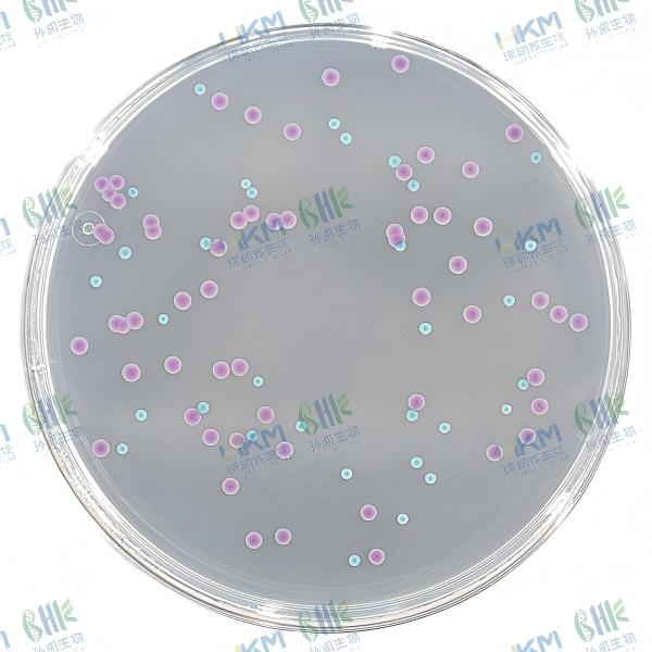 CRM003A 大肠菌群大肠杆菌(ECC)显色培养基平板 90mm×20个