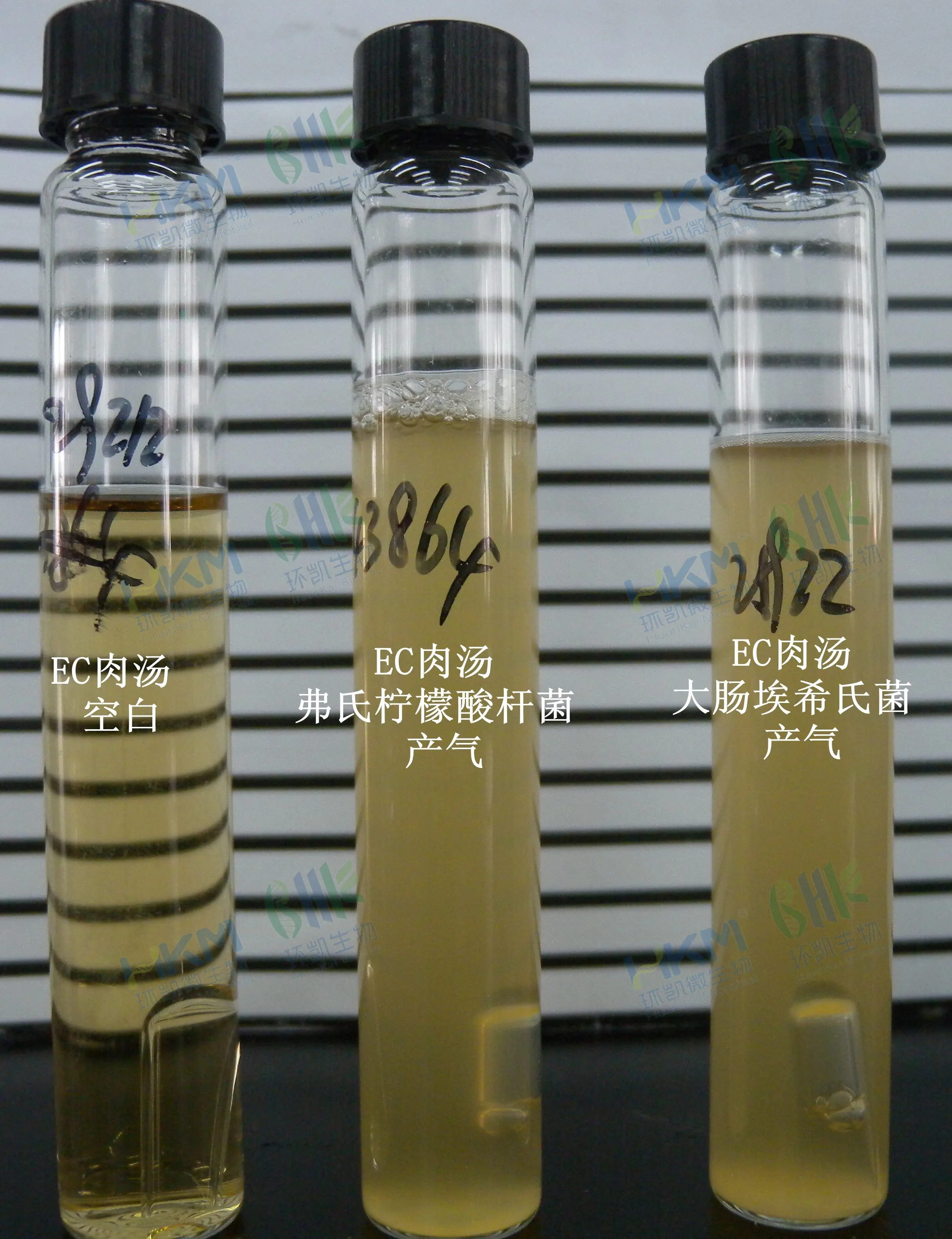 EC肉汤培养管大肠埃希菌CMCC(B)44102 产气且混浊