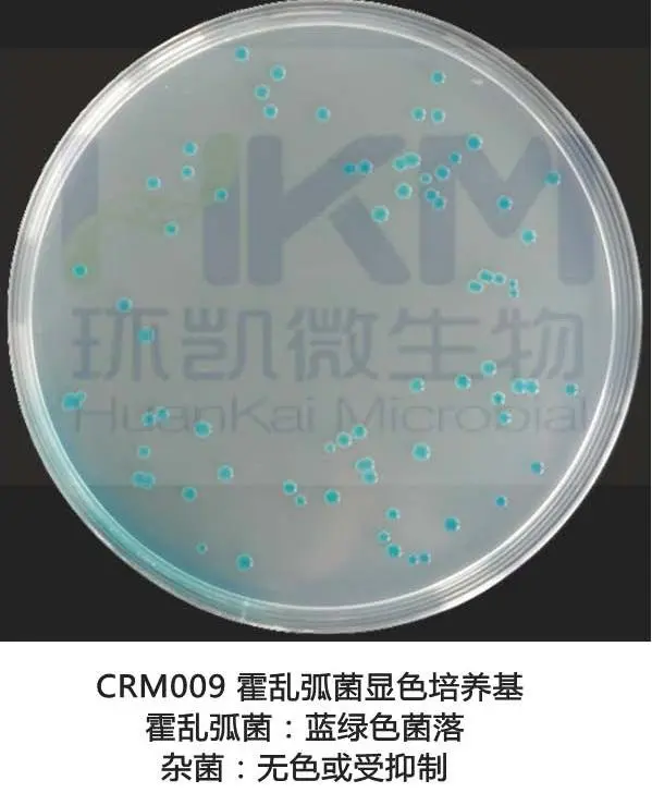 霍乱弧菌显色培养基菌落特征