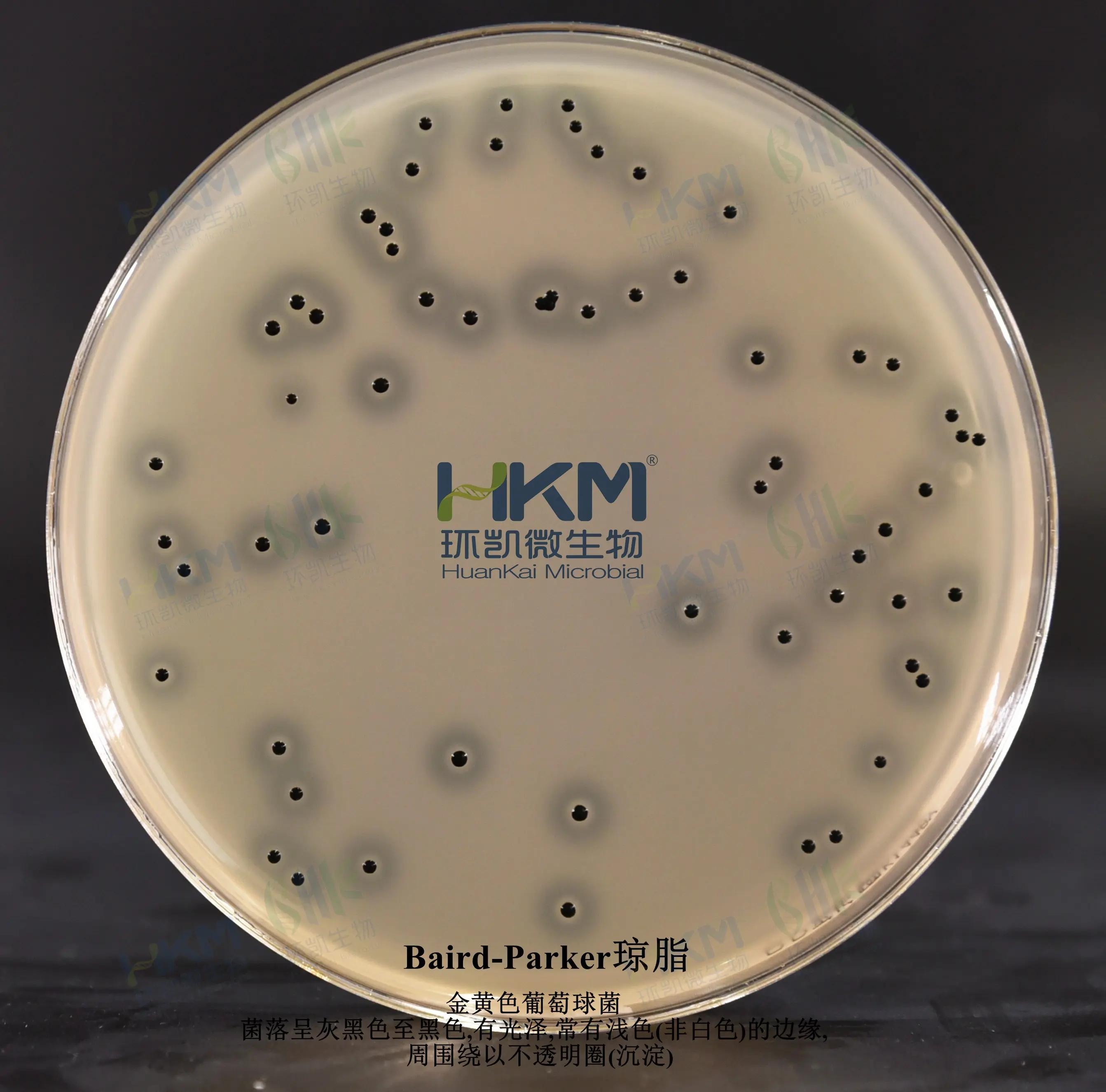 金黄色葡萄球菌ATCC25923 —黑色凸起菌落，周围为一浑浊带，在其外层有一透明圈