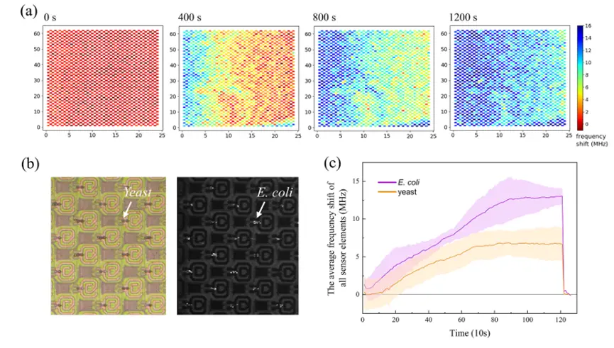所有传感器元件输出的矩阵，显示了在 10 V 峰峰值 （Vpp） 介电泳 （DEP） 电压和 20 μ收集（10 Vpp DEP 电压和 20 μ L/min 流速）下捕获的大肠杆菌随时间（流向从左到右）的分布