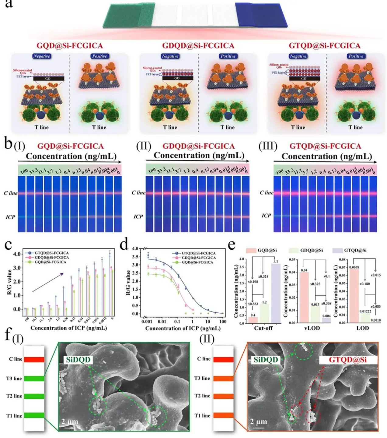 在阳性和阴性条件下，使用不同膜状荧光标记物进行 FCGICA 在检测线（T 线）区域检测的原理示意图