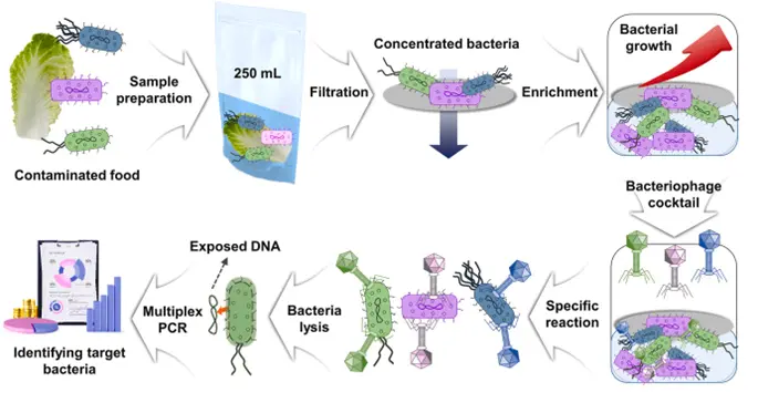 使用噬菌体辅助裂解和多重PCR检测食源性细菌的流程图