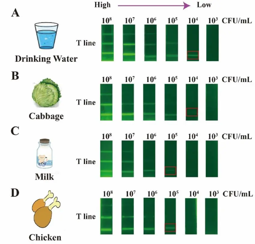 食品样本中沙门氏菌的检测