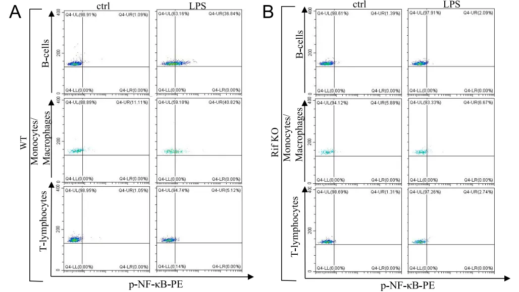 用0.25μg/106 cells 7-AAD复染,流式检测计算细胞死亡率 用0.25μg/106 cells 7-AAD复染,流式检测计算细胞死亡率