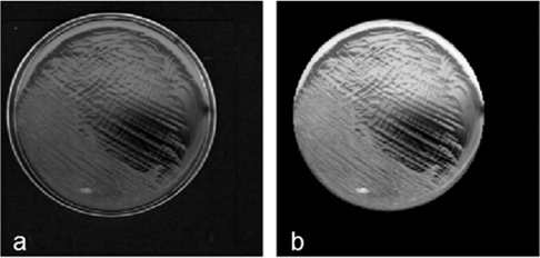 弯曲乳杆菌（L. curvatus）样本在分割前（a）与分割后（b）的平均强度灰度图像