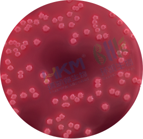 粉红色菌落周围有胆酸沉淀环