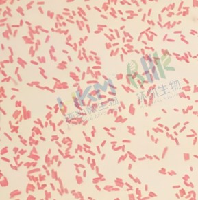 革兰氏阴性短杆菌