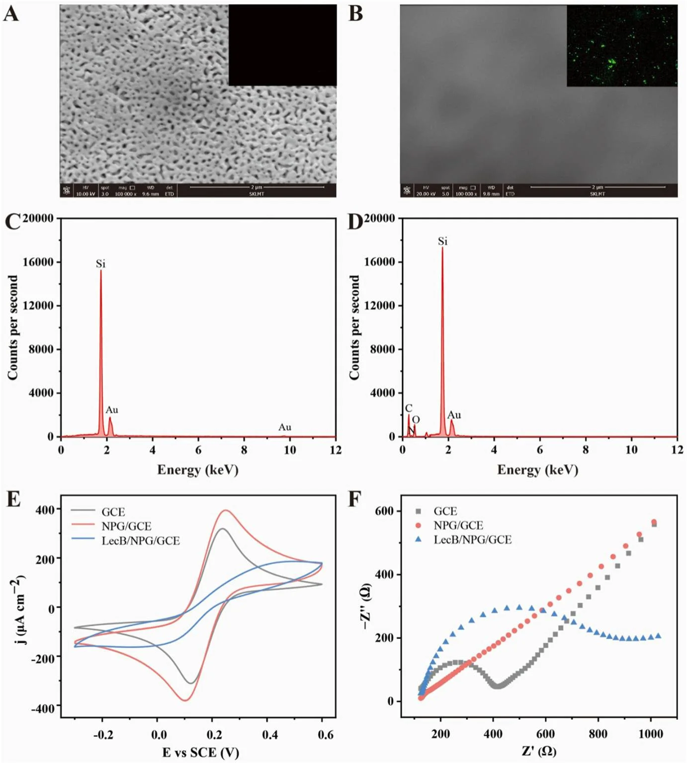 LecB/NPG/GCE生物传感器的制备和电化学性能表征