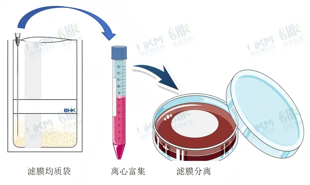 弯曲菌检验分离环节
