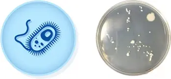 微生物不是肉眼可见的