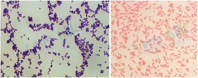 革兰氏染色液质控标准
