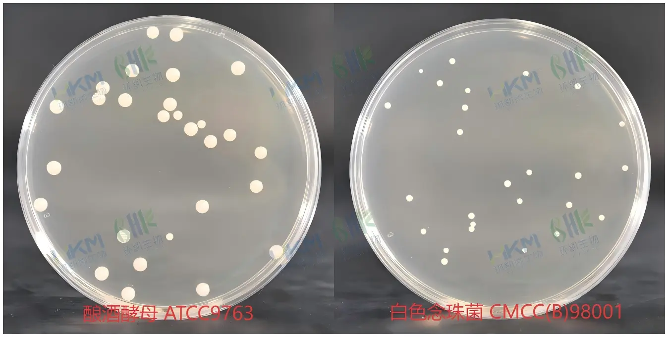 酵母浸出粉胨葡萄糖琼脂培养基(YPD)菌落特征