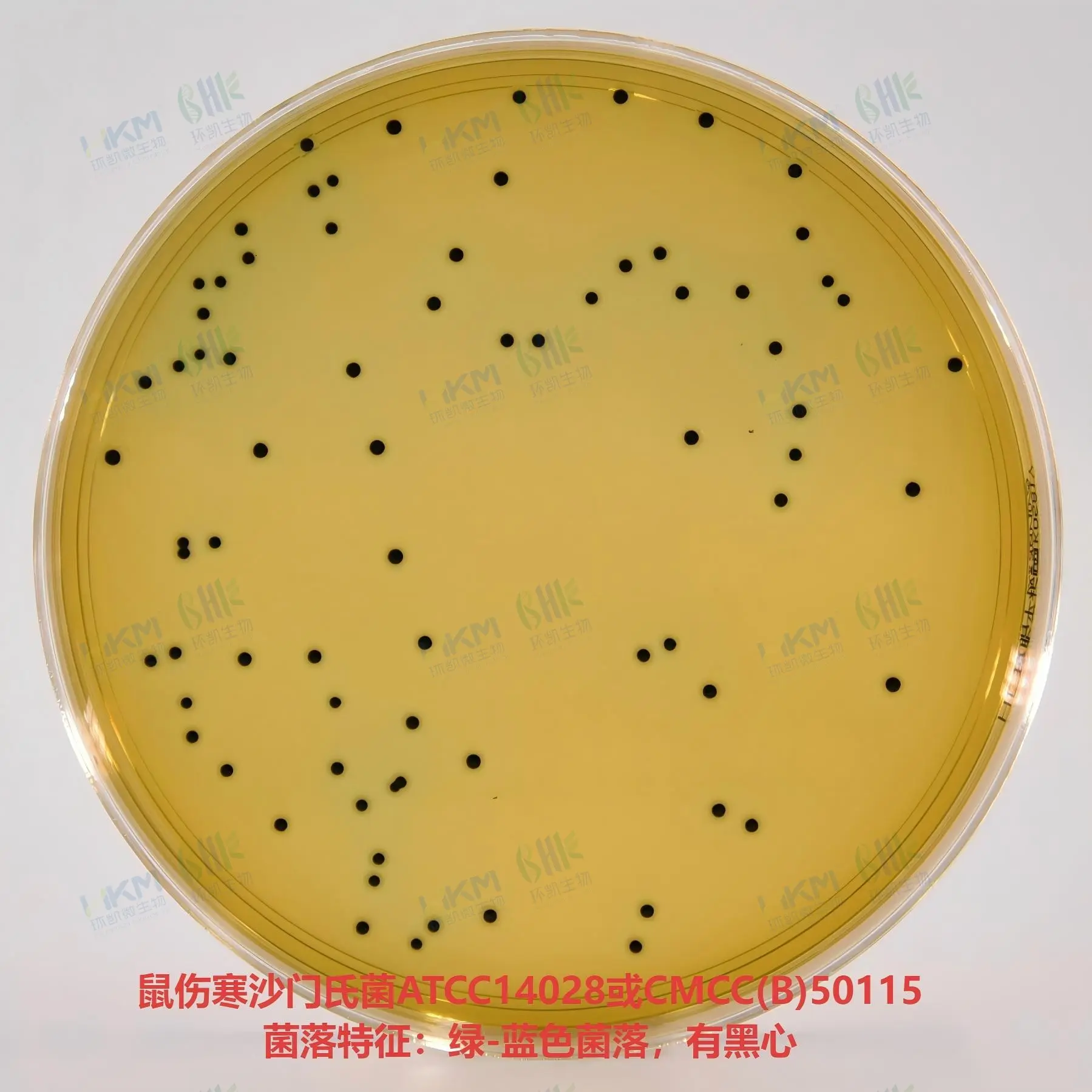 鼠伤寒沙门氏菌ATCC14028或CMCC(B)50976 菌落特征：绿-蓝色菌落，有黑心