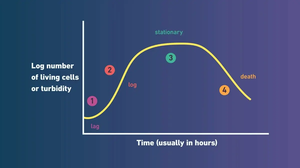 细菌生长曲线示例：分别为1）滞后期；2）指数期（对数期）；3）稳定期；4）衰亡期