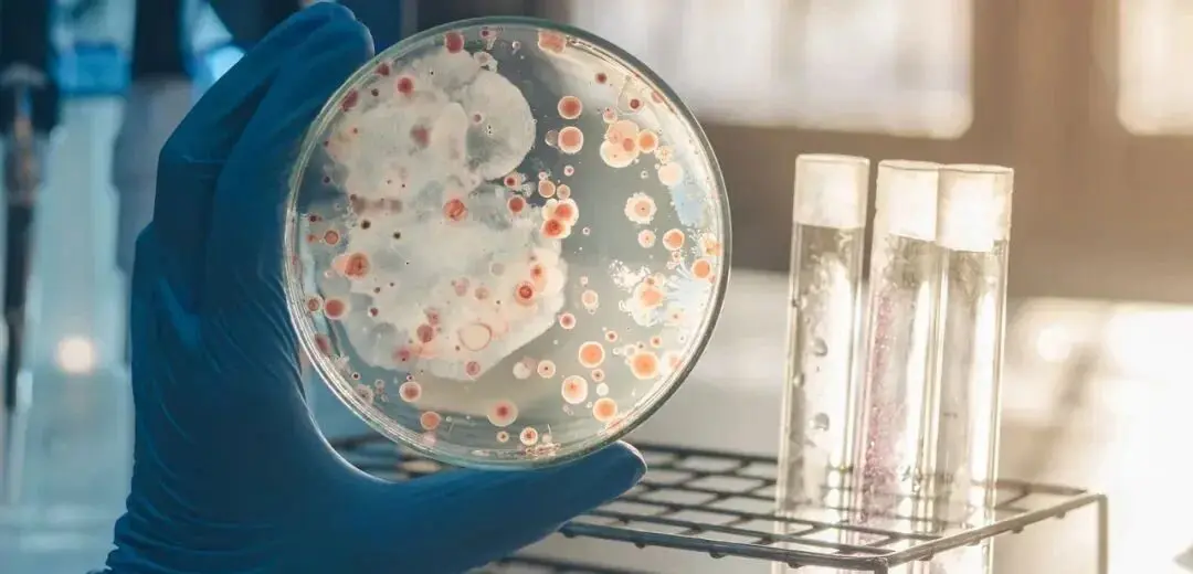 细菌培养