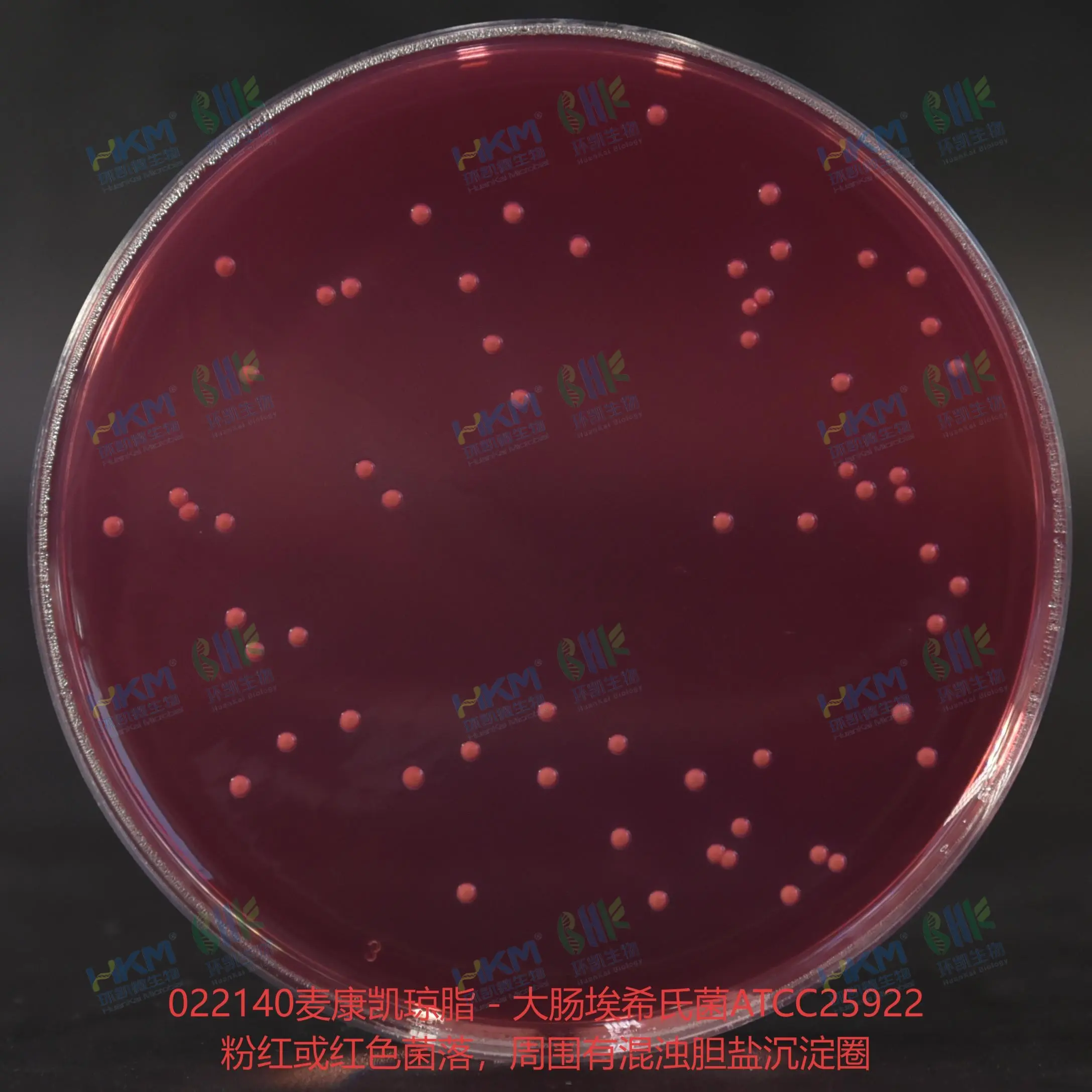 大肠埃希氏菌在麦康凯琼脂培养基上培养的菌落特征：粉红或红色菌落，周围有混浊胆盐沉淀圈