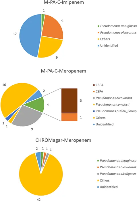 在直接对M-PA-C和CHROMagar进行废水直接镀层时发现的所有疑似菌落的比例，以及加抗生素的假单胞菌和铜质假单胞菌的比例