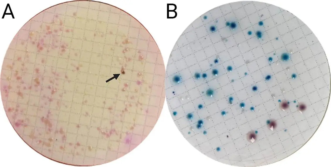 使用3毫升废水样本，使用亚美南（IMIPENEM）在M-PA-C（A）和CHROMagar（B）上建立菌落