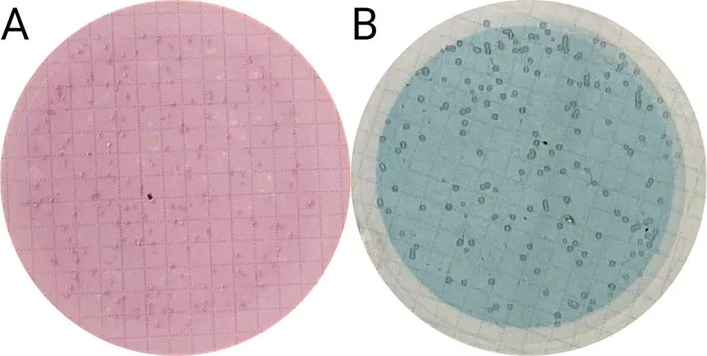 地表水（100 mL）在M-PA-C（A）上加入了Strain 5（100 CFU）和CHROMagar（B）与亚米佩南