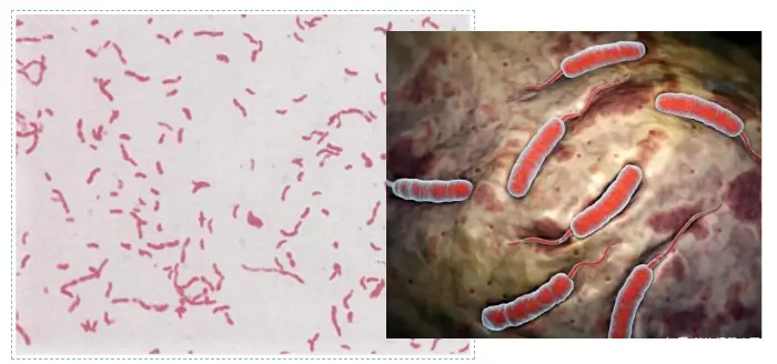 霍乱弧菌的生物学特性